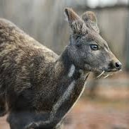 Human (@notadeer1) 's Twitter Profile
