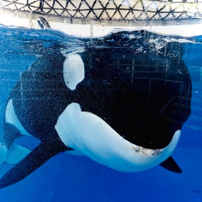 20 | he/they 🏳️‍🌈🏳️‍⚧️ | mandalorian, aspiring marine biologist & lover of whale plushies | #FreeTheSnake