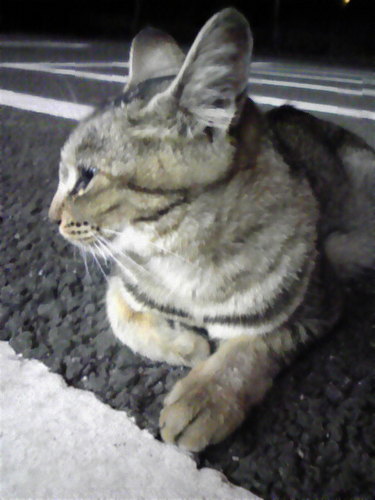 ﾈｯﾄﾜｰｸｴﾝｼﾞﾆｬｰ🐱になるため上京した猫。Internetをささえるお仕事がしたい人生だった(´◡`)猫と唐揚げとランチの話しかしないにわかｴﾝｼﾞﾆｬ😺/お漏らし監視BOT飼育中@BGP_fullroute / https://t.co/4L27oKoYpn / IPv6使おうぜ！