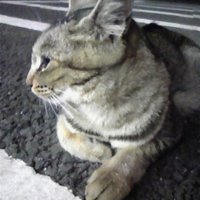 kazukichi (@kazukichi) 's Twitter Profile