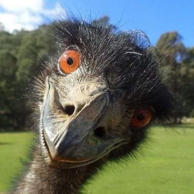 moreiramichel1's profile picture. .