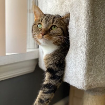 PizzalifeS's profile picture. 