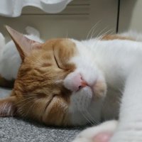 MAKIKO (@makiko0055) 's Twitter Profile