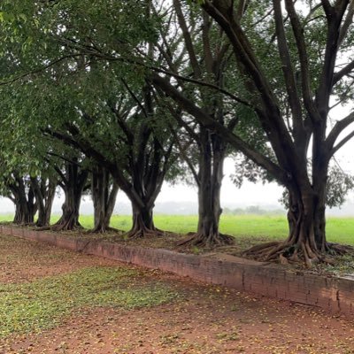 Maio_BR's profile picture. .