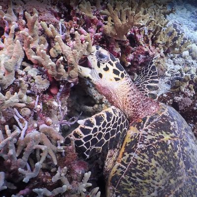 International Coral Reef Observatory Voluntariamente protegemos Arrecifes Coralinos del Mundo