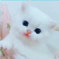 Patili dostlarımıza destek olmak için..
Komik yavru kedi videoları paylaştı ğım,
You Tube Kanalıma destek Lütfen..
Desteğiniz için Teşekkürler..