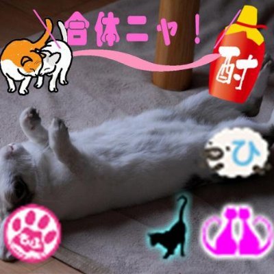 猫合体党副党首 #neko_gattai／アイコンはウサギ／21羽の鳥使い-セキセイ、ボタン、ヤエザクラ、アトリ／写真よりカメラが好きな無駄遣い師範／タミヤ・トミカ病／1/18模型1級／内臓脂肪バスター／たまに九州人／YMO／真空管／AUTOart／CMC／NIKON党 SP F F6 D500 Df Zfc Ｚf