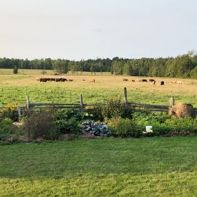 Family farm raising grassfed and finished beef, pastured pork and pastured chicken. Delivery available across all of Ontario