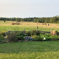 Wild Meadows Farm (@wild_meadows_on) 's Twitter Profile