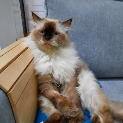 Cloudy_Didut's profile picture. Hi aku cloudy, panggil aja didut okhey 😍👍