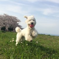 mit (@mit_hero_) Twitter profile photo