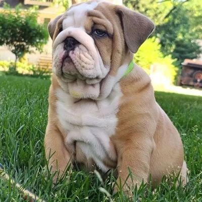 Welcome to the #bulldog Community. Follow us,for smile😊This page is dedicated for all #bulldog lovers & owners club