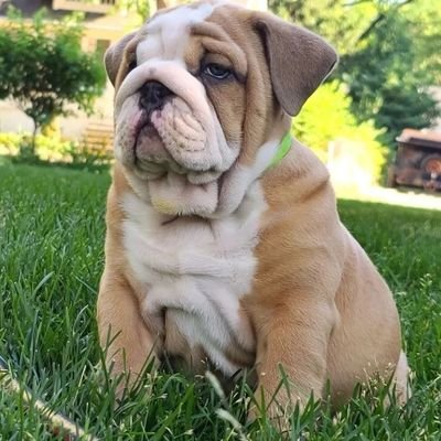 Bulldog Lover Profile