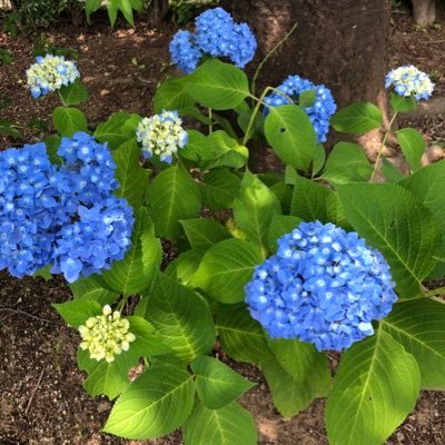 ramumilk1104's profile picture. 昭和WITH Uです😊今迄韓国のみにハマってましたが今はNiziUが大好きです💕