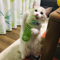 リズ(ラグドール🐈🐾♀)シド(リズの息子♂) (@iamlizu0706) Twitter profile photo