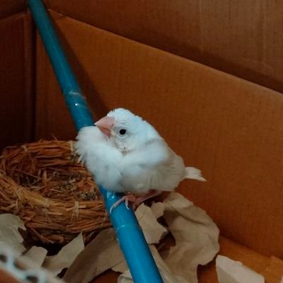 hayaitaxi's profile picture. どこもかしこもインドカレー