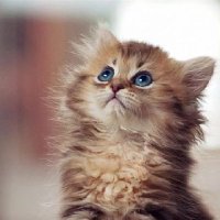 looktum (@tum_tumkub) 's Twitter Profile