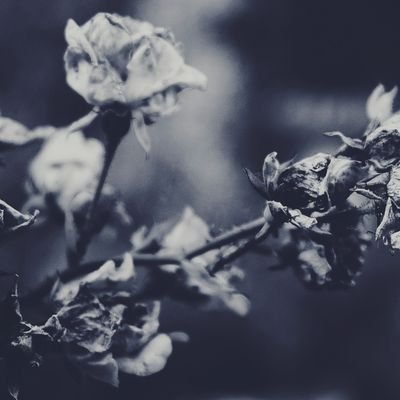 tut_178's profile picture. yep