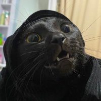 Lena (@leqeleq) 's Twitter Profile