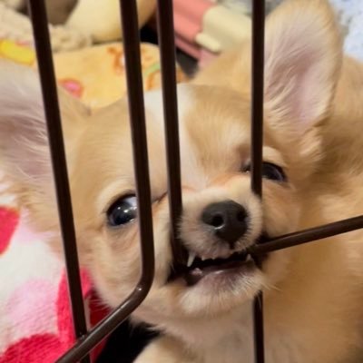 ﾁｮﾋﾟﾁｮﾋﾟﾌﾟﾘﾘｨｨｨさんのプロフィール画像