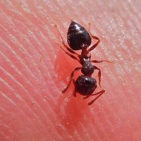 ants dungeon (@keepercryptic) 's Twitter Profile