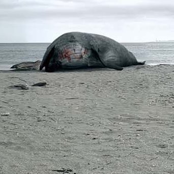 hjroki_inoue's profile picture. 脚本・監督作『#消えない灯り』上映中。　　　　　　　　　　　 
 ◯監督・脚本作品：ショートフィルム「#おばあさんの皮」が配信中です。映画「#新卒ポモドーロ」、CINEMA FIGHTERS PROJECT第3弾の1篇「#魔女に焦がれて」、オムニバスホラー映画「#狂い華」の1篇「呪いうつり」など。