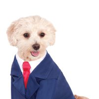 MyDogWouldMakeABetterPm(@My_Dog_For_Pm) 's Twitter Profile Photo