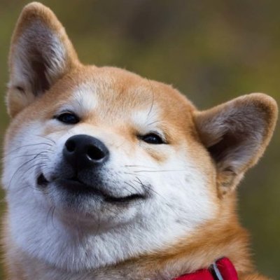 dogeboyvc's profile picture. baka