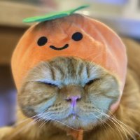 ๐ฑ (@kucingabuhitam) 's Twitter Profile Photo ๐ฑ (@kucingabuhitam) 's Twitter Profile Photo