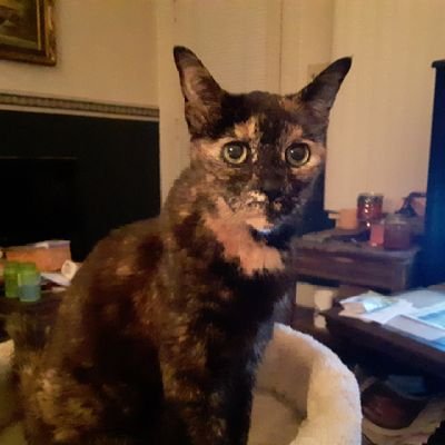 maples_deb's profile picture. I love my cats😻 and soap operas. voted for Trump.🇺🇸👍 No DM