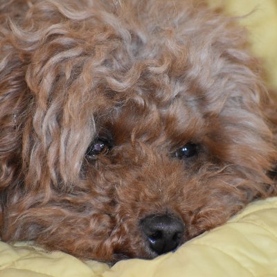 xfrelan's profile picture. 