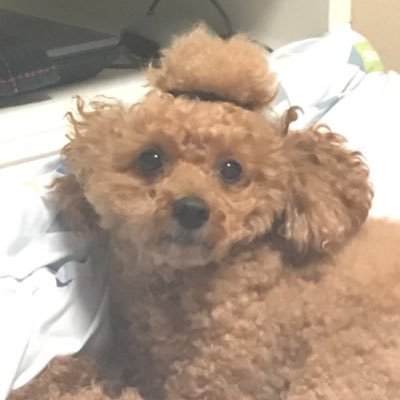 そうしにのいー 軽音Vo
