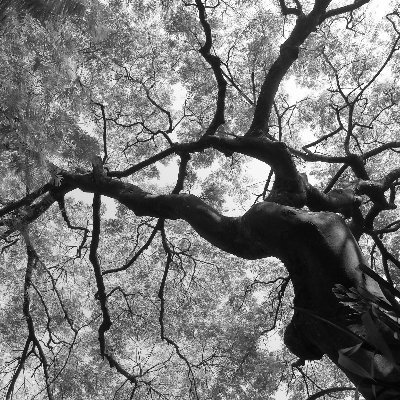 GuiMissaka's profile picture. Hopeful Researcher