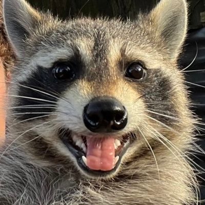 Love raccoons