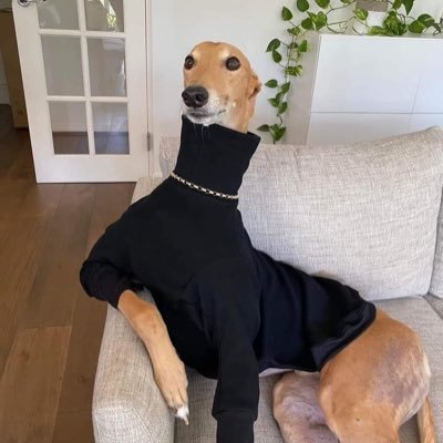 keatonbond's profile picture. greyhound enthusiast • bulli cup winner
