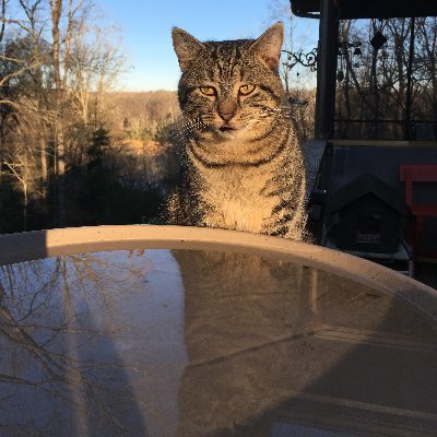 weezercat22_kag Profile Picture