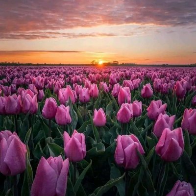 ZozoM70319489's profile picture. Rebellious Slave