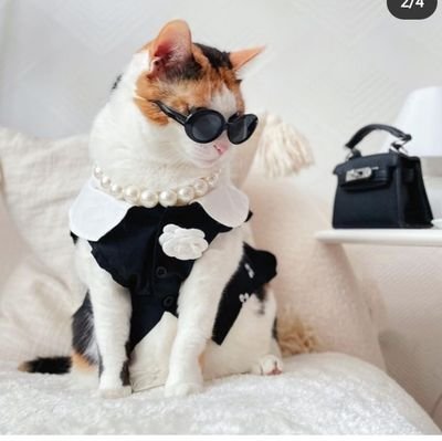 _CRAZY_CAT_GIRL's profile picture. April _19 💜🎂 
#Hyderabadi 🇮🇳
(Instagram=arshiafatima.19)
#PrayForPeace 😇
#PrayForUmmah ♥️
#BeKindToAnimals 😢