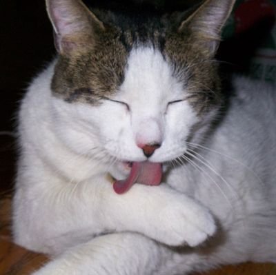 paix_impact's profile picture. 