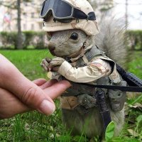 Le petit écureil (@leecureil) 's Twitter Profile