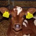 Harriet Gallagher (@hg_agriculture) Twitter profile photo Harriet Gallagher (@hg_agriculture) Twitter profile photo