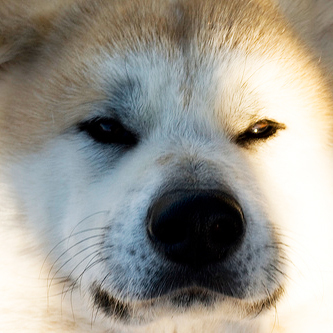 NihonKen's profile picture. The Nihon Ken 日本犬 Forum is a forum dedicated to the preservation and education of the native Nihon Ken 日本犬 (The Japanese Dog) breeds.