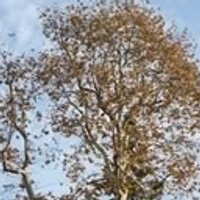 Rustic Canyon (@rustic_canyon) 's Twitter Profile