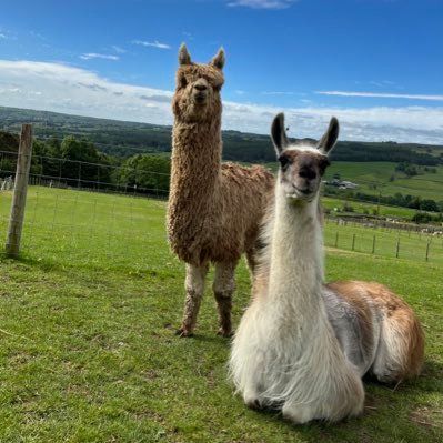 Llama and Alpaca trekking centre based in the heart of Nidderdale. They’re very friendly & love to be alongside humans taking in the lovely sights of the dales!