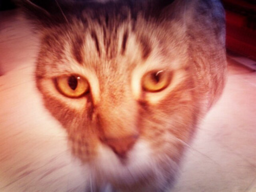 ModernPetCenter's profile picture. 1331 Makaloa St # 2
Honolulu, HI 96814-3693
(808) 949-4916