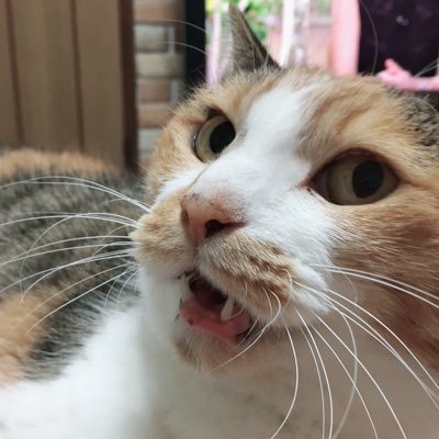 manamiさんのプロフィール画像