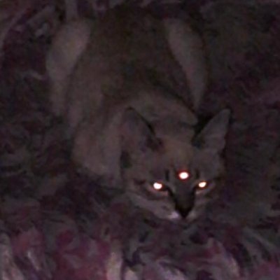 UmamiYum's profile picture. 