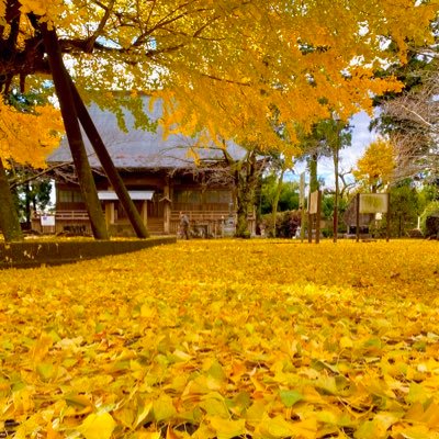 sairenji782's profile picture. 西蓮寺の公式アカウントです。
茨城県行方市にある天台宗のお寺です。
樹齢1000年を超える大銀杏、曼殊沙華や桜など四季折々の花が咲きます。