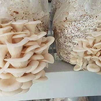 mushroombroker1's profile picture. MushroomBroker PEACE LOVE 🍄🍄