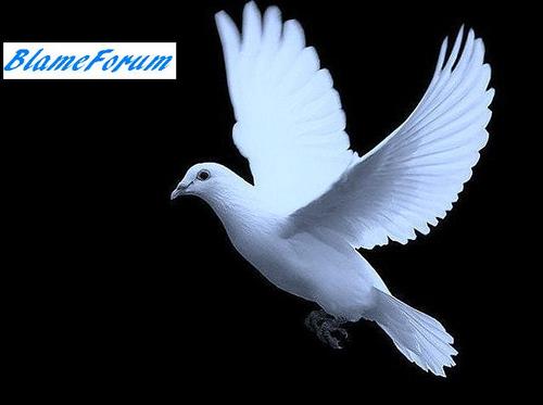 BlameForum's profile picture. Developing healthy minds together as an online community. Owned by Trev5 Entertainment.